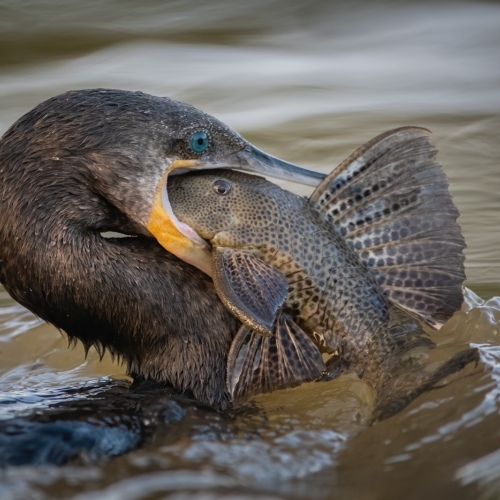 Silver Medal - Victoria Camera Club - Evan Guengerich Epic Struggle