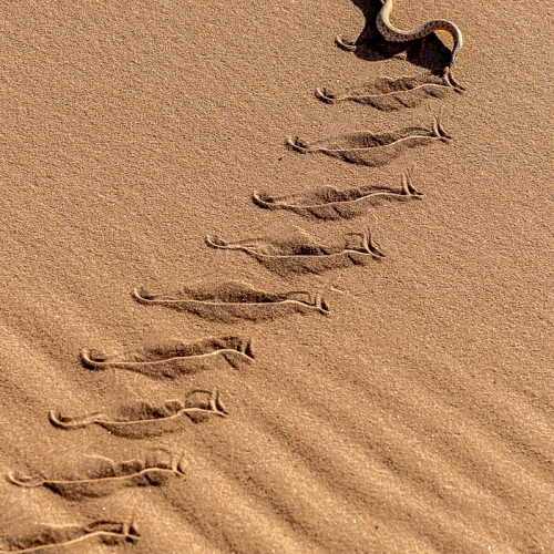 Silver Medal - Victoria Camera Club - Steve Barber - Namibian Desert