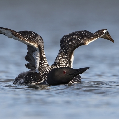 Silver Medal - Victoria Camera Club - Suzanne Huot - Loon Stretch