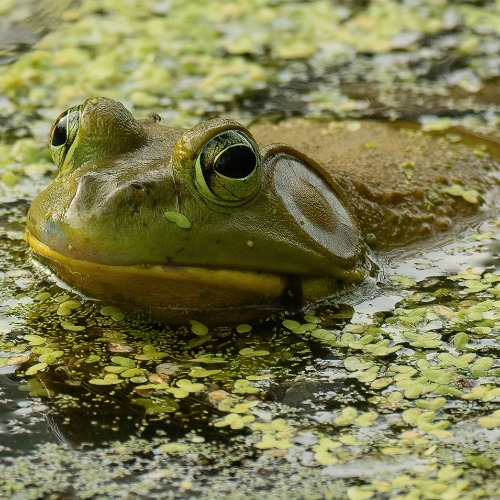 Silver Medal - Virginia Stranaghan's image "American Bull Frog"