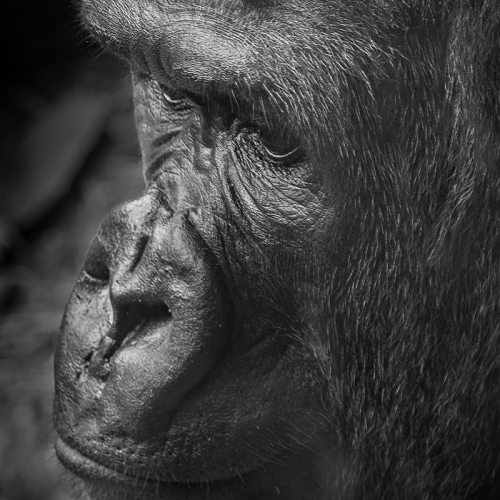 Silver Medal - Virginia Stranaghan's image "Gorilla"