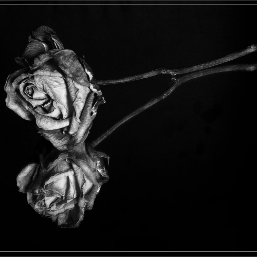 Silver Medal - Virginia Stranaghan - Mummified Rose