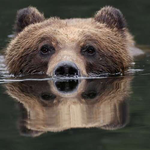 Silver Medal William Bickle - Grizzly In Waters  Of Khutzeymateen