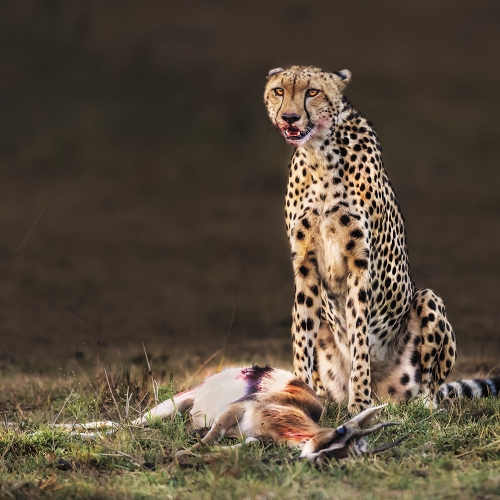 Silver Wei He Hunted Cheetah