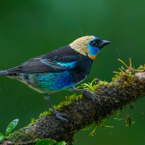 SILVER Francis King - Golden Hooded Tanager In Rain
