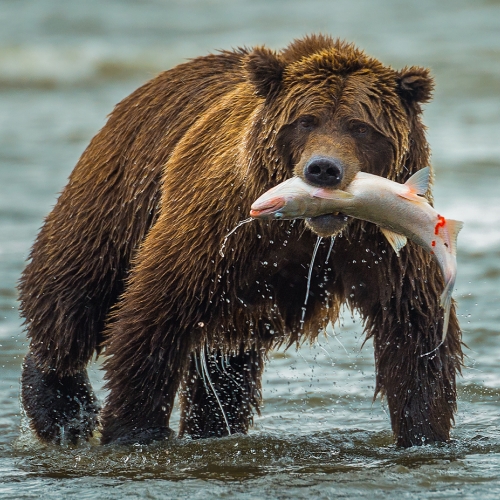 SILVER Francis King - Grizzly Got Fresh Salmon