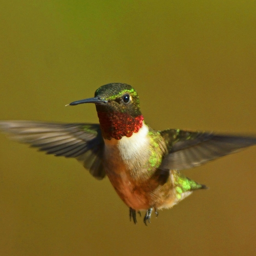 Steve Shearer Hovering Ruby Throated Hammingbird
