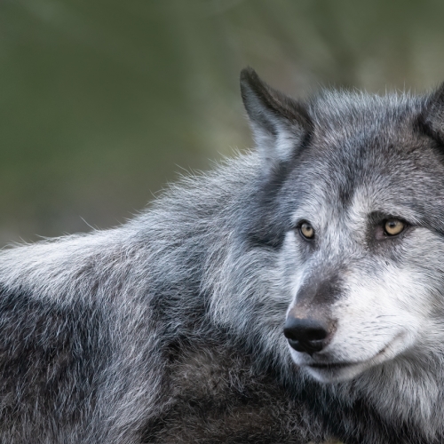 The Wolf