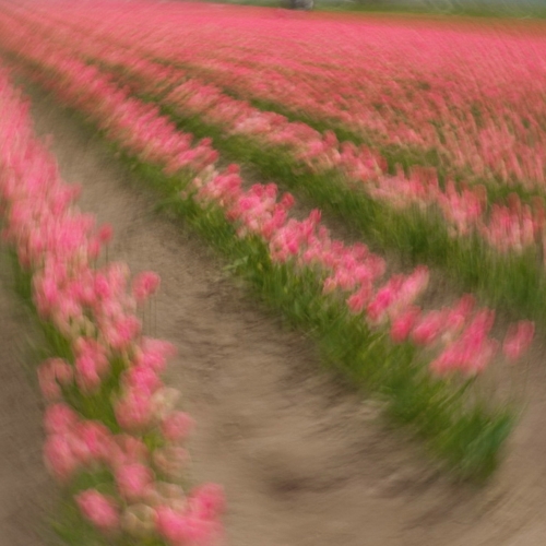 Tulip Impressions