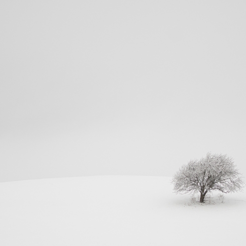 Honour Award - Jacinthe Leblanc - The Lonely Tree