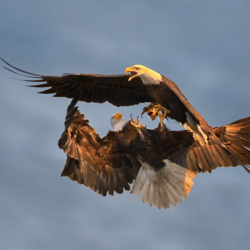 w21 1_TCC_JEFF LU_Bald Eagles Fighting for fish