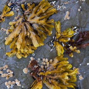 17-somerset-seaweed-tofino