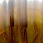 2019 CAPA Scholarship recipient Daniel Curren