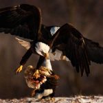 2019 CAPA Scholarship recipient Daniel Curren